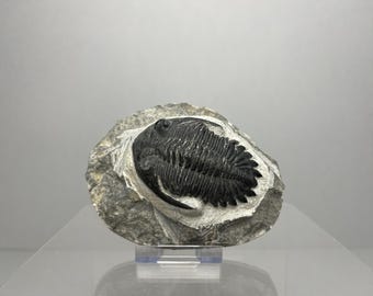 ディアカリメン三葉虫化石ノジュール正負上部オルドビス紀クタウア群