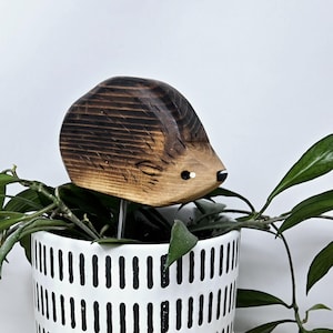 Egel, plantenvriend/decor