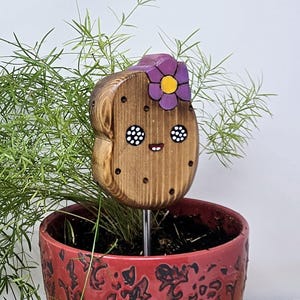 Aardappel , Plant Friend/decor