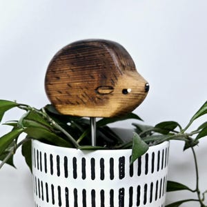 Egel, plantenvriend/decor