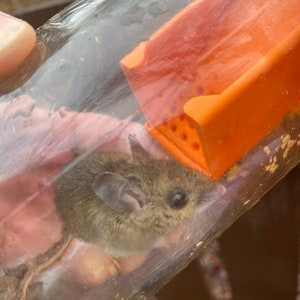 3D Printed Mason Jar Mouse Trap (Download)
