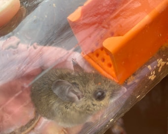 Trampa para ratones Mason Jar impresa en 3D (Descargar)