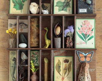 Antike Letterpress Type Case Display: Natural World Curios Zusammenstellung Kunst