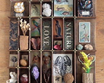 Antike Letterpress Type Case Display: Natural World Curios Zusammenstellung Kunst