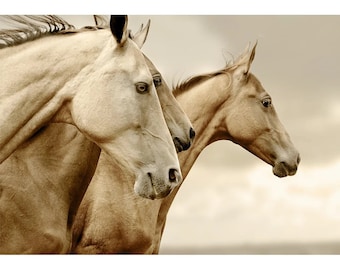 Sepia Horses - Mint by Michelle Decoupage Paper - Free Shipping Eligible- Flipping Fabulous Salina - Furniture Decoupage
