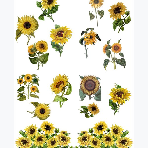 Dixie Belle Paint - Sunflowers Transfer - Belles and Whistles - Flipping Fabulous Salina - Elite Retailer - Fast Shipping