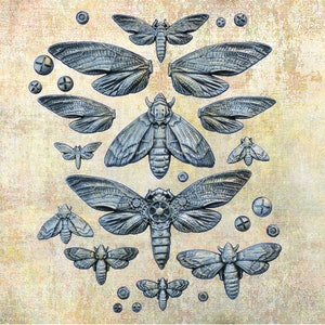 Nocturnal Insects - Finnabair Silicone Mold - Redesign with Prima - Resin, Epoxy, Wax, Clay, Baking, Crafting - Flipping Fabulous Salina