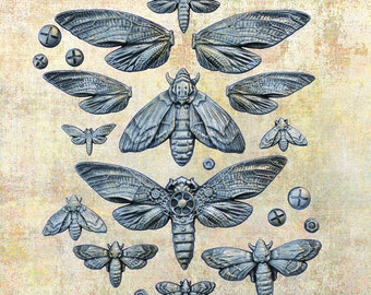 Nocturnal Insects - Finnabair Silicone Mold - Redesign with Prima - Resin, Epoxy, Wax, Clay, Baking, Crafting - Flipping Fabulous Salina
