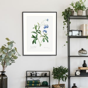 Framed Print | Forget Me Not print | Pierre-Joseph Redouté | Botanical Prints | Wall Décor | Home Accessories | Gift Idea | A3 Print