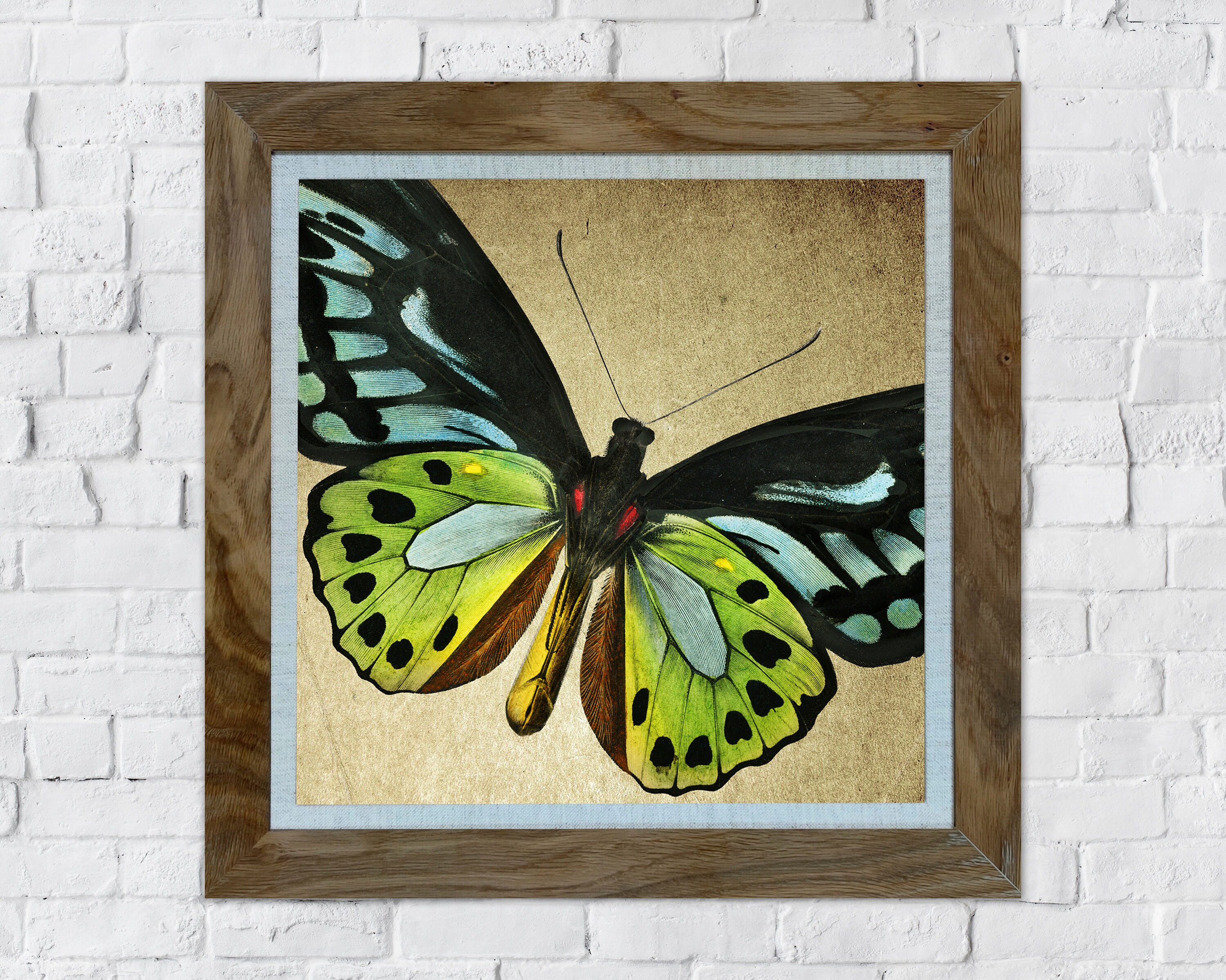 Butterfly Collection II Framed Prints Etsy UK