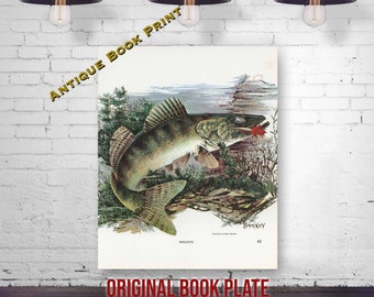 Vintage 1972 Fred Sweney Wildlife Print and Calendar 1