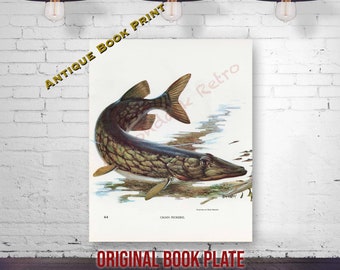 *Vintage* 1970's FREDERICK SWENEY Wildlife 3-D EMBOSSED Print BASS FISH NOS