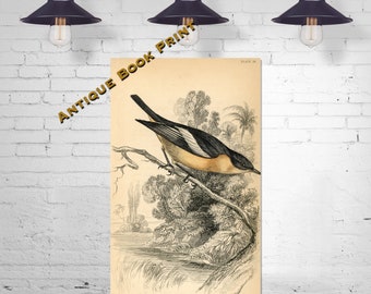 Jardine Naturalist/'s Library Print Cock Tailed Water Chat Original 1838 Hand Colored Engraving Ornithology Print Antique Bird Decor
