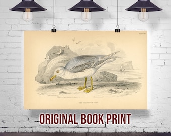 Jardine Naturalist/'s Library Print Ornithology Wall Art Print Glaucous Gull Original 1843 Hand Colored Engraving Antique Gull Drawing