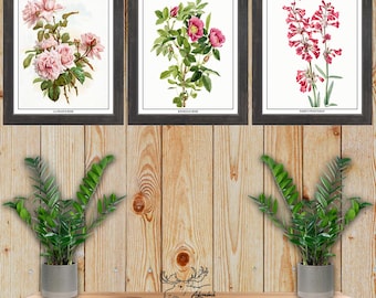 Pink Flower Print Set of 3 - Botanical Wall Art - Pink Floral Posters - Country Home Wall Decor - Kitchen Wall Art - Gardener Gift