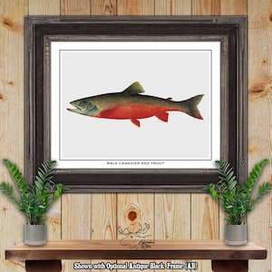 Male Canadian Red Trout Print - Trout Fisherman Gift - Angler Gift - Canadian Red Trout Poster - Fly Fishing Wall Art - Rustic Fishing Decor