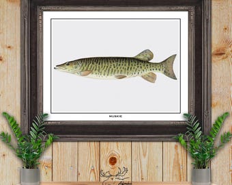 Muskie Print - Musky Fisherman Gift - Pike Angler Gift - Muskellunge Fish Poster - Rustic Fishing Wall Art - Vintage Fishing Decor