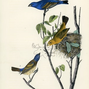 Audubon Blue Song Kernbeißer Teller 204 - Birds Of America Royal Octavo AUTHENTIC ORIGINAL Erstausgabe Antiker Druck
