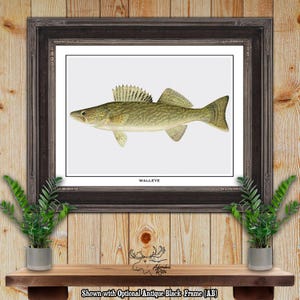 Walleye Print - Walleye Fisherman Gift - Walleye Angler Gift - Walleye Fish Poster - Rustic Fishing Wall Art - Vintage Fishing Decor