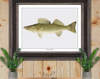 Snoekbaarzen print - snoekbaarzen visser cadeau - snoekbaarzen visser cadeau - snoekbaarzen vis poster - rustieke visserij kunst aan de muur - vintage visserij decor