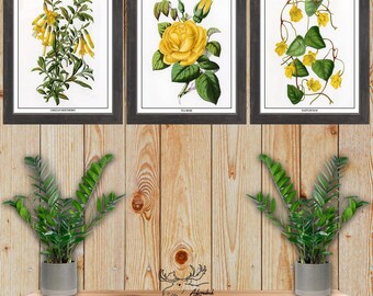 Yellow Floral Print Set of 3 - Yellow Botanical Wall Art - Yellow Flower Posters - Kitchen Wall Decor - Florist Gift - Gardener Gift