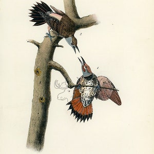 Audubon Rotschaft-Specht Platte 274 - Vögel Von Amerika Royal Octavo AUTHENTIC ORIGINAL Erstausgabe Antiker Druck