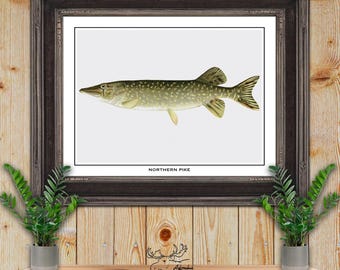 Northern Pike Print - Pike Fisherman Gift - Pike Angler Gift - Northern Pike Fish Poster - Rustic Fishing Wall Art - Vintage Fishing Decor