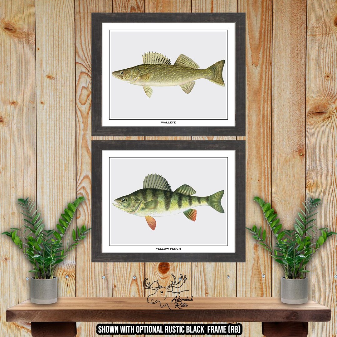 Perch Family Art Print Set of 2 Walleye Fisherman Gift Angler Gift Yellow Perch Poster Rustic Fishing Wall Art Walleye Art Print - Etsy Japan