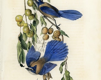 Audubon Florida Jay Plate 233 - Birds Of America Royal Octavo AUTHENTIC ORIGINAL First Edition Antique Print