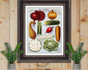 May include: Vintage illustration of various vegetables, including a red beet, yellow onion, green peas, white radish, yellow squash, corn, cauliflower, and cabbage. The illustration is titled "Arlington Vegetables" and is framed in a dark wood frame.