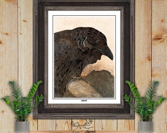 Crow by Theo van Hoytema Giclee Fine Art Print - Bird Lover Gift - Art Nouveau Wall Art - Bird Illustration - Birder Gift - Ornithology Art