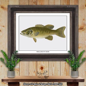 Smallmouth Bass Print - Bass Fisherman Gift - Visser Gift - Smallmouth Bass Poster - Rustic Bass Fishing Wall Art - Vintage Fishing Decor