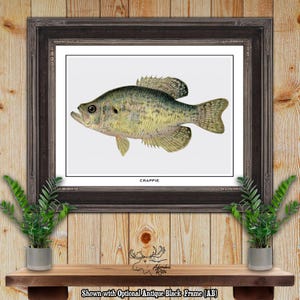 Crappie print - bas visser cadeau - bas visser cadeau - zonnevis poster kunst - rustieke bas vissen muur kunst - vintage visserij decor