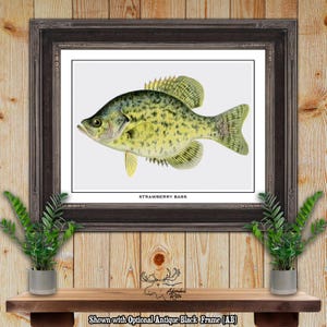 Strawberry Bass Print - Bass Fisherman Gift - Bass Angler Gift - Sunfish Poster Art - Rustic Bass Fishing Wall Art - Vintage Fishing Decor