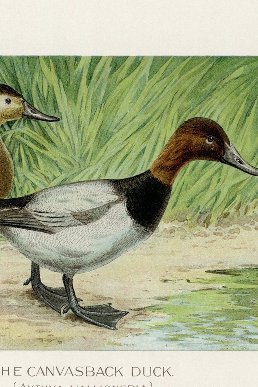 The Canvasback Duck Antique Bird Lithograph 1901 Original JL Etsy
