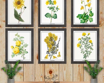 Yellow Botanical Prints - Yellow Floral Wall Art - Set of 6 Yellow Flower Prints - Kitchen Wall Decor - Florist Gift - Gardener Gift