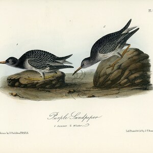 Audubon Purple Sandpiper Plate 330 - Birds Of America Royal Octavo AUTENTICO ORIGINALE Prima edizione Stampa antica