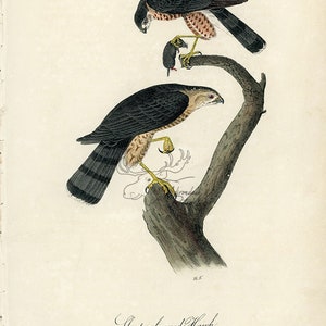 Audubon Sharp-shinned Hawk Platte 25 - Vögel Von Amerika Royal Octavo AUTHENTIC ORIGINAL Erstausgabe Antiker Druck