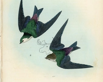 Audubon Violet-Green Swallow Plate 49 - Birds Of America Royal Octavo AUTHENTIC ORIGINAL First Edition Antique Print