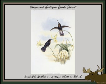 Buckley's Mountain Hummingbird Book Plate - John Gould Hummingbird Print - Ornithology Print - Botanical Art - Birder Gift