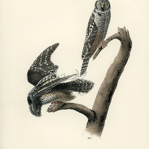 Audubon Hawk Owl Platte 27 - Vögel Von Amerika Royal Octavo AUTHENTIC ORIGINAL Erstausgabe Antiker Druck