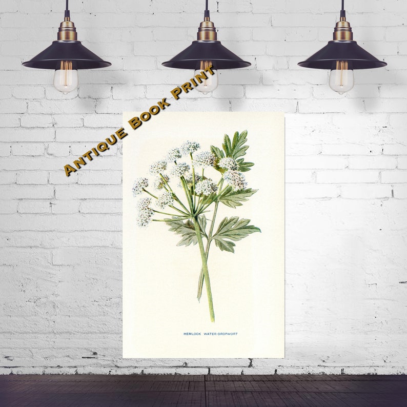 Hemlock Water Dropwort Antique Flower Print Hulme Botany Print White Flowe Country Decor Floral Wall Art Original Botanical Litho