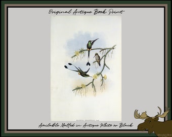 Ecuador Racket-tail Hummingbird Book Plate - John Gould Hummingbird Print - Botanical Art - Ornithology Print - Birder Gift - Twitcher Gift