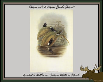 Purple Snowcap Hummingbird Book Plate - John Gould Hummingbird Print - Botanical Art - Ornithology Print - Birder Gift - Twitcher Gift