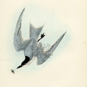 Audubon Gull-billed Tern - Marsh Tern Plate 430 - Birds Of America Royal Octavo AUTHENTIC ORIGINAL First Edition Antique Print