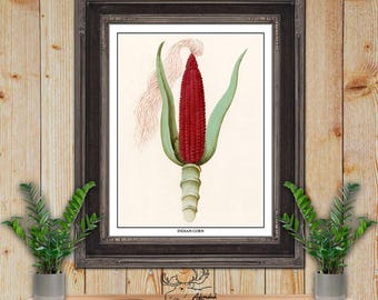 Indian Corn Print - Ornamental Corn Illustration - Kitchen Wall Art - Farmhouse Wall Decor - Fall Wall Decor - Foodie Gift
