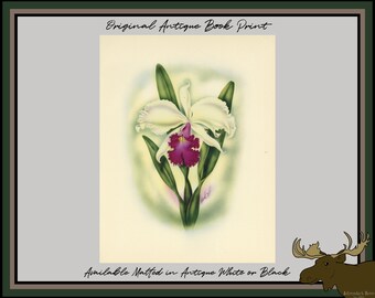 1947 Cattleya Orchid Original Vintage Hawaiian Flower Print - Ted Mundorff Color Lithograph - Botanical Illustration - Floral Book Plate