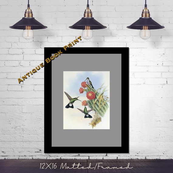Botanical Art Bird Wall Hanging Plumeleteer Hummingbird Framed Art Vintage John Gould Litho Hummingbird Decor Hummingbird Gift Botanical Art Bird Wall Hanging Plumeleteer Hummingbird Framed Art Vintage John Gould Litho Hummingbird Decor Hummingbird Gift