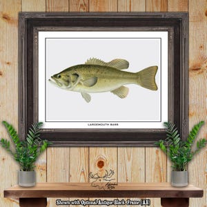 Largemouth Bass Print - Bass Fisherman Gift - Visser Gift - Largemouth Bass Poster - Rustic Bass Fishing Wall Art - Vintage Fishing Decor
