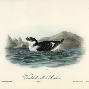 Audubon Phaleris Platte 468 - Birds Of America Royal Octavo AUTHENTIC ORIGINAL Erstausgabe Antiker Druck